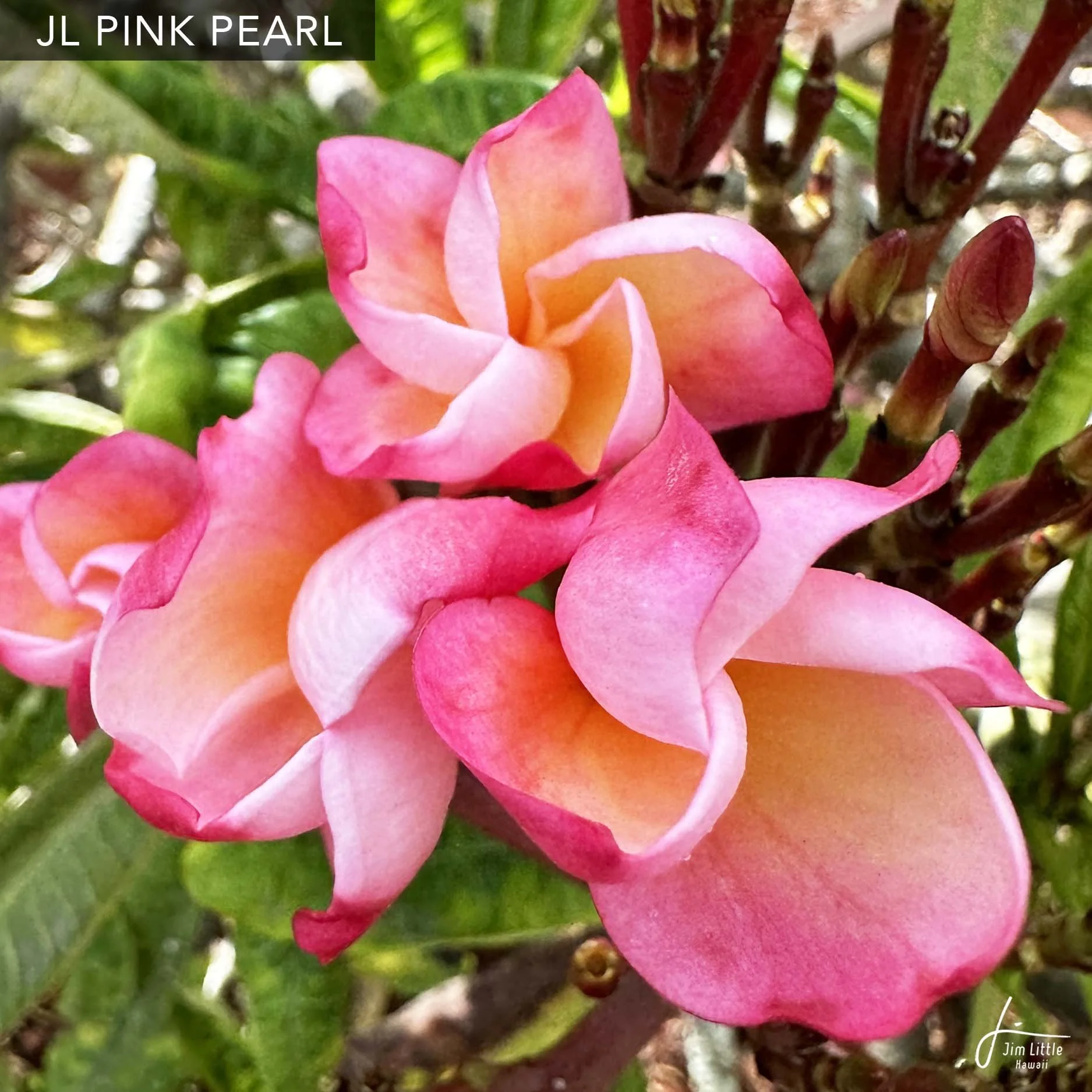 ❃purumeria❃さま専用 New Releases — Jim Little Plumeria JAPAN